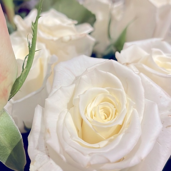 Meet your Posher, Elizabeth - Picture 1 of 1